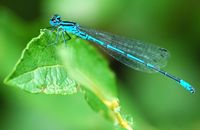 Agrion jouvencelle. Mâle, Côtes de Clermont. Cliquer pour agrandir l'image.