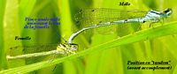 Agrion jouvencelle. Avant accouplement. Cliquer pour agrandir l'image.