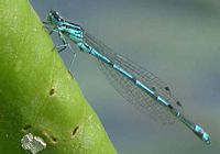 Agrion jouvencelle. Mâle. Cliquer pour agrandir l'image.