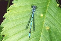 Agrion jouvencelle. Cliquer pour agrandir l'image.