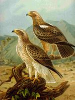 Aigle botté. Dessin Naumann. Cliquer pour agrandir l'image.