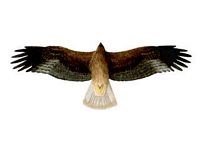 Aigle botté. Dessin dessous des ailes en phase sombre. Cliquer pour agrandir l'image.