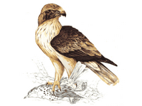 Aigle botté. Cliquer pour agrandir l'image.