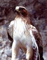 Aigle botté. Cliquer pour agrandir l'image.