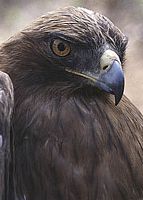 Aigle botté. Femelle en phase sombre. Cliquer pour agrandir l'image.