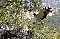 Aigle botté. Mâle atterrissant au nid. Cliquer pour agrandir l'image.