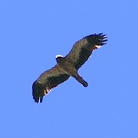 Aigle botté. Individu en phase claire en vol. Cliquer pour agrandir l'image.