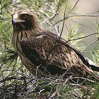 Aigle botté. Femelle en phase claire au nid. Cliquer pour agrandir l'image.