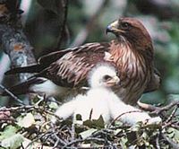 Aigle botté. Au nid avec un jeune. Cliquer pour agrandir l'image.