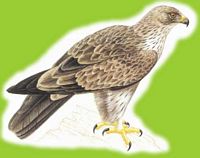 Aigle botté. Dessin. Cliquer pour agrandir l'image.