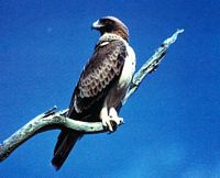 Aigle botté. Cliquer pour agrandir l'image.