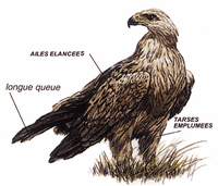 Aigle botté. Dessin. Cliquer pour agrandir l'image.