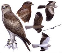 Aigle botté. Dessin. Cliquer pour agrandir l'image.