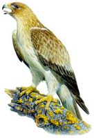 Aigle botté. Dessin. Cliquer pour agrandir l'image.