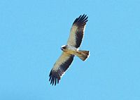 Aigle botté. En vol. Cliquer pour agrandir l'image.