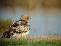 Aigle botté. Cliquer pour agrandir l'image.