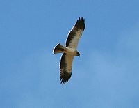 Aigle botté. En vol phase claire. Cliquer pour agrandir l'image.