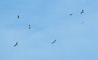 Aigle botté. En groupe. Cliquer pour agrandir l'image.