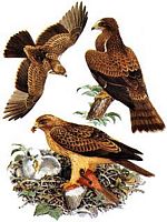 Aigle botté. Dessin. Cliquer pour agrandir l'image.