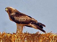 Aigle botté. Cliquer pour agrandir l'image.