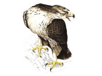 Aigle de Bonelli. Dessin. Cliquer pour agrandir l'image.
