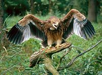 Aigle impérial. Cliquer pour agrandir l'image.