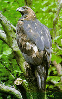 Aigle royal. Cliquer pour agrandir l'image.