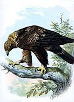 Aigle royal. Dessin de von Riesenthal. Cliquer pour agrandir l'image.