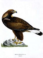 Aigle royal. Planche d'identification von Wright. Cliquer pour agrandir l'image.