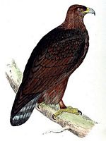 Aigle royal. Dessin. Cliquer pour agrandir l'image.