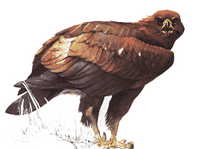 Aigle royal. Dessin. Cliquer pour agrandir l'image.