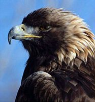 Aigle royal. Cliquer pour agrandir l'image.