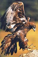 Aigle royal. Atterrissage. Cliquer pour agrandir l'image.