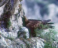 Aigle royal. Au nid. Cliquer pour agrandir l'image.
