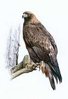 Aigle royal. Dessin. Cliquer pour agrandir l'image.