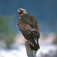 Aigle royal. Cliquer pour agrandir l'image.