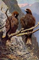 Aigle royal. Dessin. Cliquer pour agrandir l'image.
