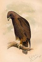Aigle royal. Dessin. Cliquer pour agrandir l'image.