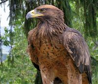 Aigle royal. Cliquer pour agrandir l'image.