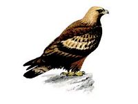Aigle royal. Dessin adulte. Cliquer pour agrandir l'image.