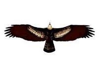 Aigle royal. Dessin ailes dessous. Cliquer pour agrandir l'image.