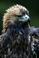 Aigle royal. Juvénile. Cliquer pour agrandir l'image.