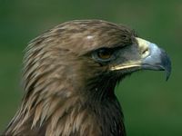 Aigle royal. Tête. Cliquer pour agrandir l'image.
