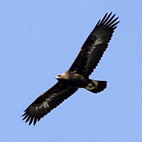 Aigle royal. En vol. Cliquer pour agrandir l'image.