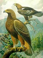 Aigle royal. Dessin Naumann. Cliquer pour agrandir l'image.