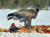 Aigle royal. Repas. Cliquer pour agrandir l'image.