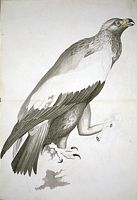 Aigle royal. Aquarelle. Cliquer pour agrandir l'image.