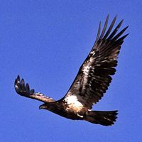 Aigle royal. En vol. Cliquer pour agrandir l'image.