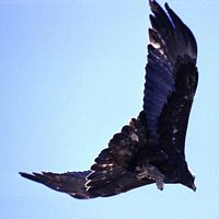 Aigle royal. Proie en vol. Cliquer pour agrandir l'image.