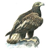 Aigle royal. Dessin. Cliquer pour agrandir l'image.